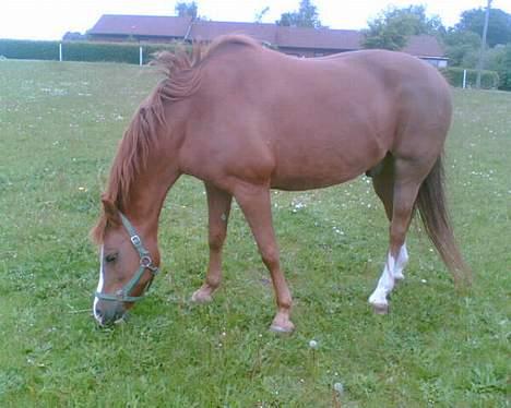 Anden særlig race cheval (R.I.P) billede 4