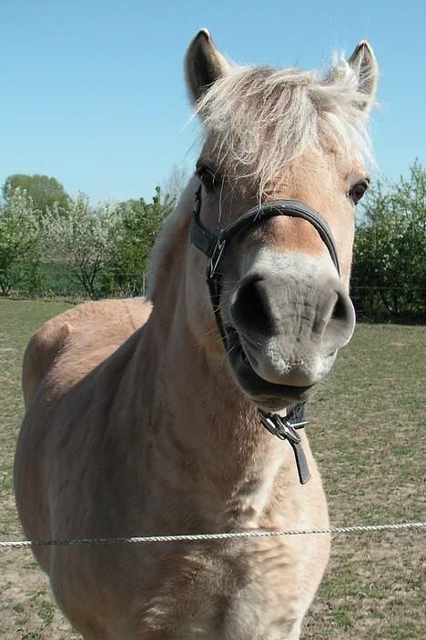 Fjordhest Lotte *død* billede 16