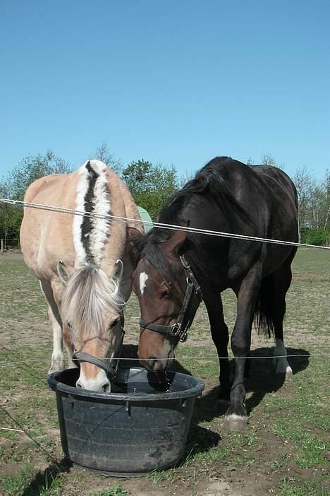 Fjordhest Lotte *død* billede 17