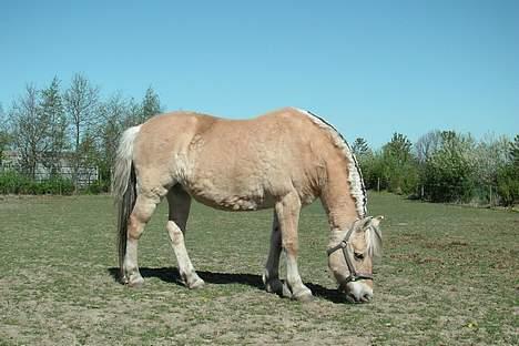 Fjordhest Lotte *død* billede 18