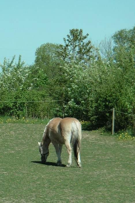 Fjordhest Lotte *død* billede 19