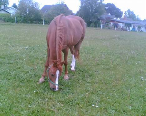 Anden særlig race cheval (R.I.P) billede 5