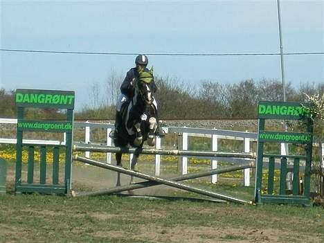 Anden særlig race sissi.dk Tento(solgt) - 17) Tento til stævne i Kellerup. Foto: Stephanie F (herinde fra) billede 17