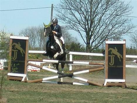 Anden særlig race sissi.dk Tento(solgt) - 19) Tento til stævne i Kellerup. Foto: Stephanie F (herinde fra) billede 19