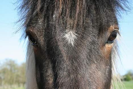 Anden særlig race Saga - Min pony har de smukkeste øjne. billede 4