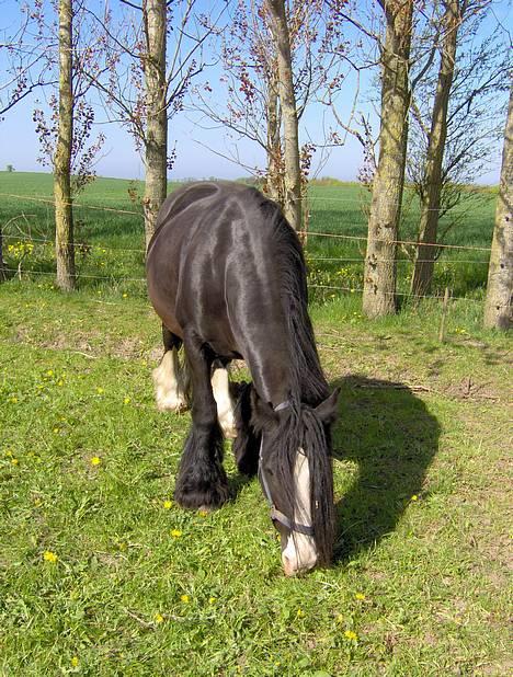 Irish Cob Barbie R.I.B - taget den 1 maj billede 13