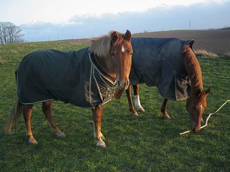 Anden særlig race Scottie - Scottie og Rosen på fold.. de hygger rigtig meget sammen :) Foto: Sarah højholt billede 4