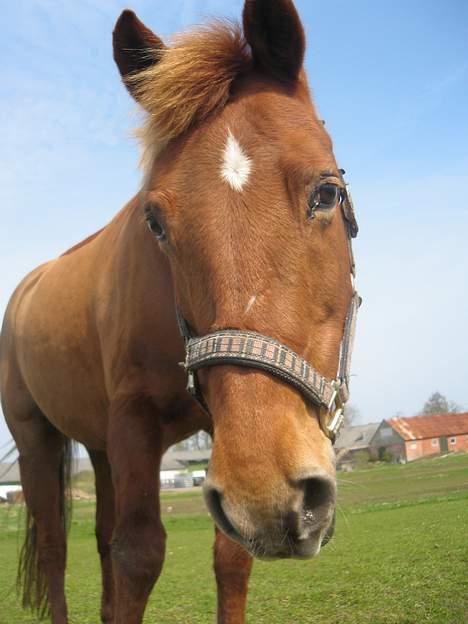 Anden særlig race Scottie - Scotties hovede:D Foto: Sarah Højholt billede 5
