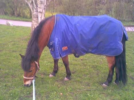 Anden særlig race Buster Larsen *SOLGT* - Buster står og græsser (: . billede 5