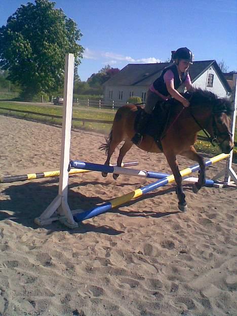 Anden særlig race Buster Larsen *SOLGT* - Igen . billede 6