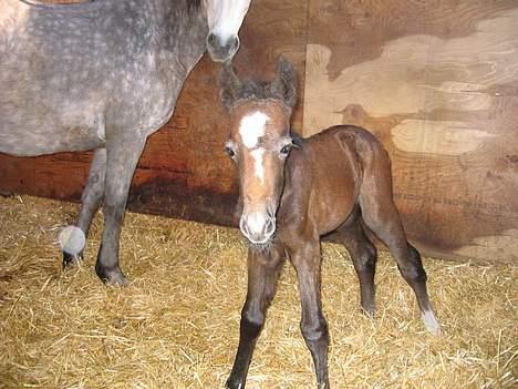 Connemara Bøgely Moonlight billede 8