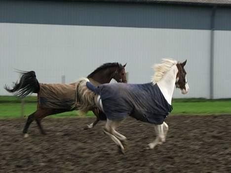 Anden særlig race Bronco - solgt. - Bronco & Azür (: billede 5