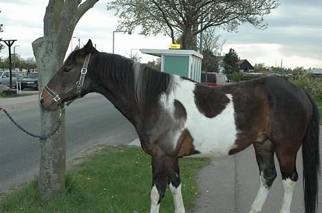 Pinto Joy the boy billede 7