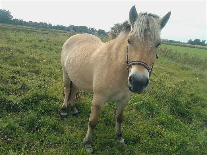 Fjordhest Maggie - Maggie tigger ligt *NYT* billede 1