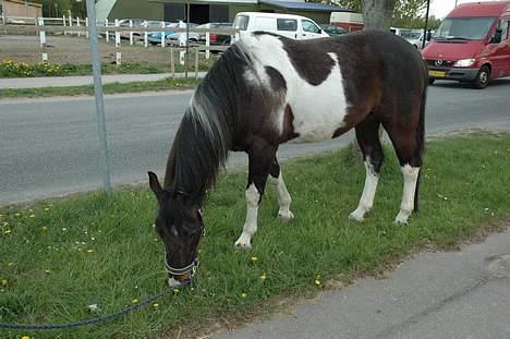 Pinto Joy the boy billede 8