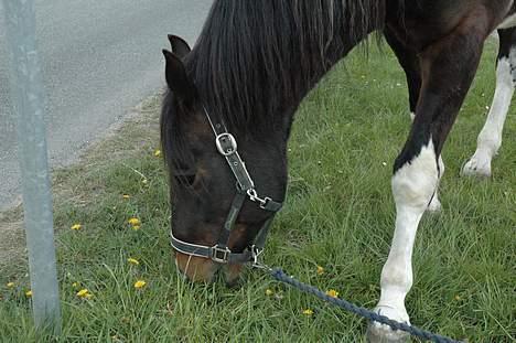 Pinto Joy the boy billede 9