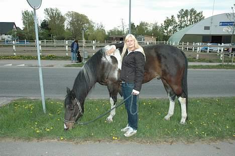 Pinto Joy the boy billede 10