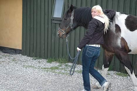 Pinto Joy the boy billede 12