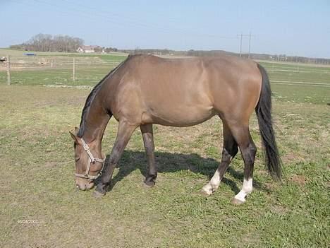 Anden særlig race Charming´s Filur billede 13