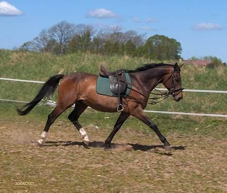 Anden særlig race Charming´s Filur billede 14