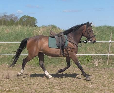 Anden særlig race Charming´s Filur billede 15