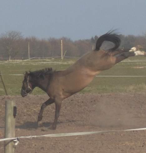 Anden særlig race Charming´s Filur billede 16