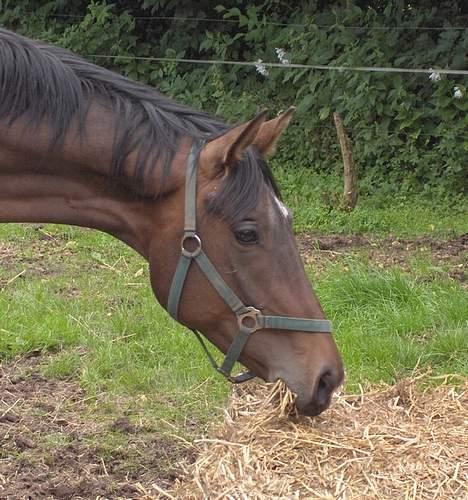 Anden særlig race Charming´s Filur billede 17