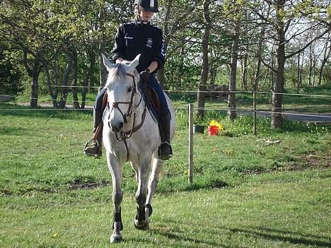 Anden særlig race Irish Delicious(SOLGT) :( billede 12