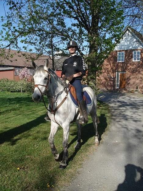 Anden særlig race Irish Delicious(SOLGT) :( billede 13