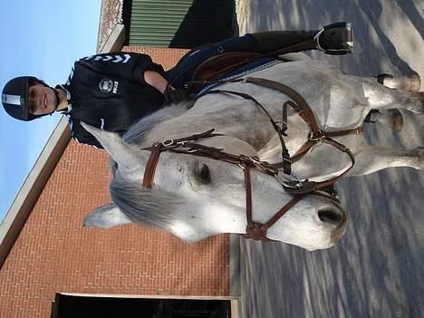 Anden særlig race Irish Delicious(SOLGT) :( billede 14