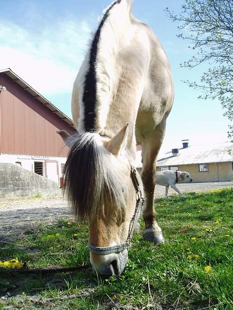 Fjordhest Jonas død - Jonas billede 1