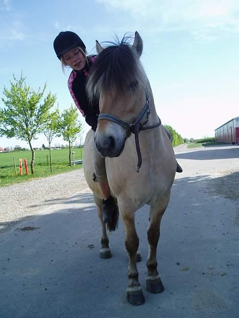 Fjordhest Jonas død - Jonas og rie billede 2
