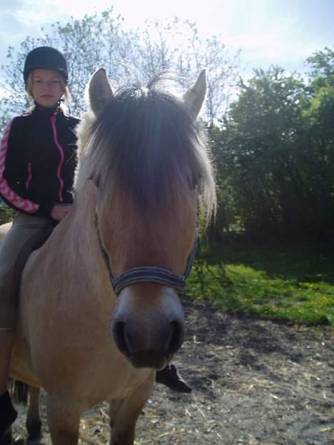 Fjordhest Jonas død - Jonas billede 3