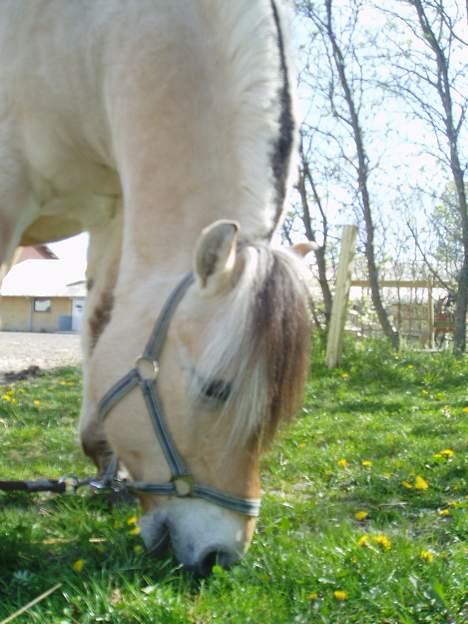 Fjordhest Jonas død - Jonas billede 4