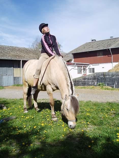 Fjordhest Jonas død - "Kom nu Jonas - vi skal videre!"  billede 5