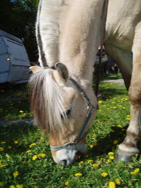 Fjordhest Jonas død - Jonas billede 6