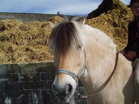 Fjordhest Jonas død - Jonas billede 7