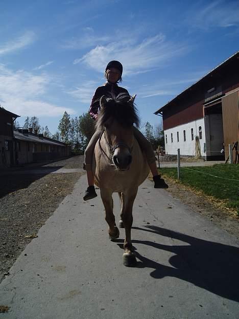 Fjordhest Jonas død - Jonas og rie billede 8