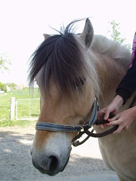 Fjordhest Jonas død - Jonas billede 9