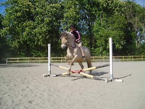 Fjordhest Jonas død - Jonas og rie billede 10