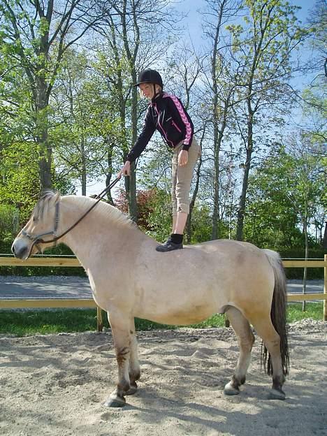 Fjordhest Jonas død - Hygge med Rie :)  billede 11