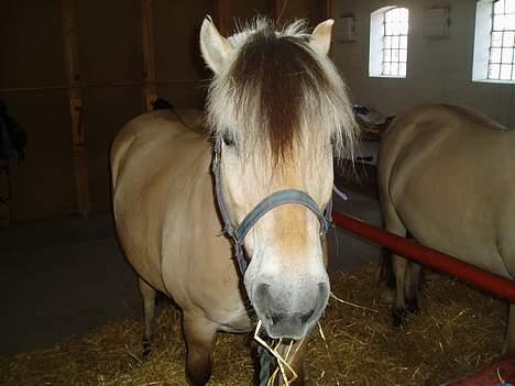Fjordhest Jonas død - Til stævne på Halmtofte Jonas billede 12