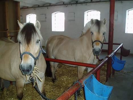 Fjordhest Jonas død - Jonas (V) & Ofelia (H)  billede 13