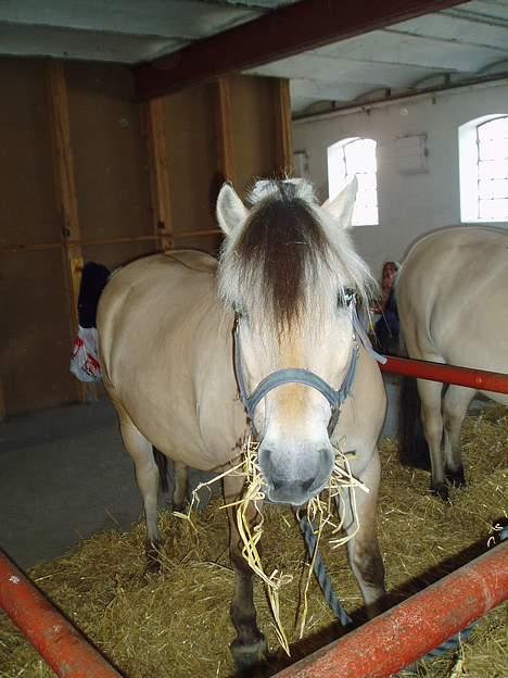 Fjordhest Jonas død - Jonas billede 14
