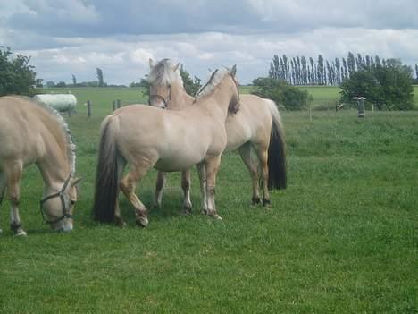 Fjordhest Jonas død - Hygge på folden :)  billede 15