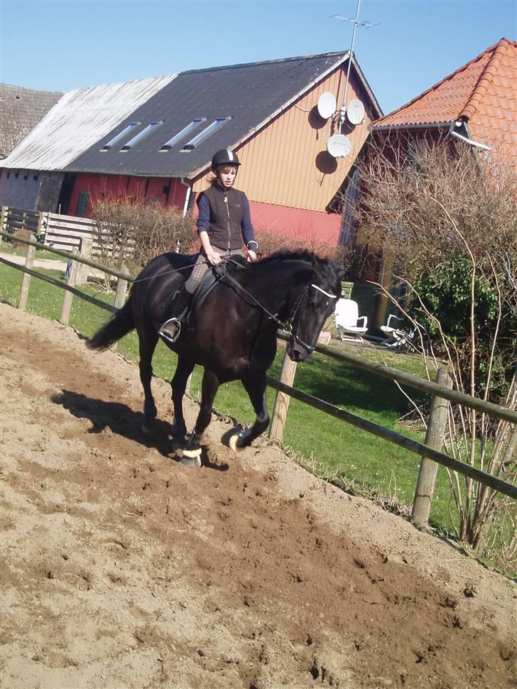 Anden særlig race Baltic Zorro <33  - smukke zorro :I billede 18