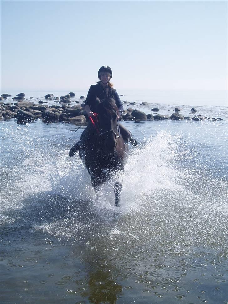 Anden særlig race Baltic Zorro <33  - jubiiii ude i vandet :D  billede 19
