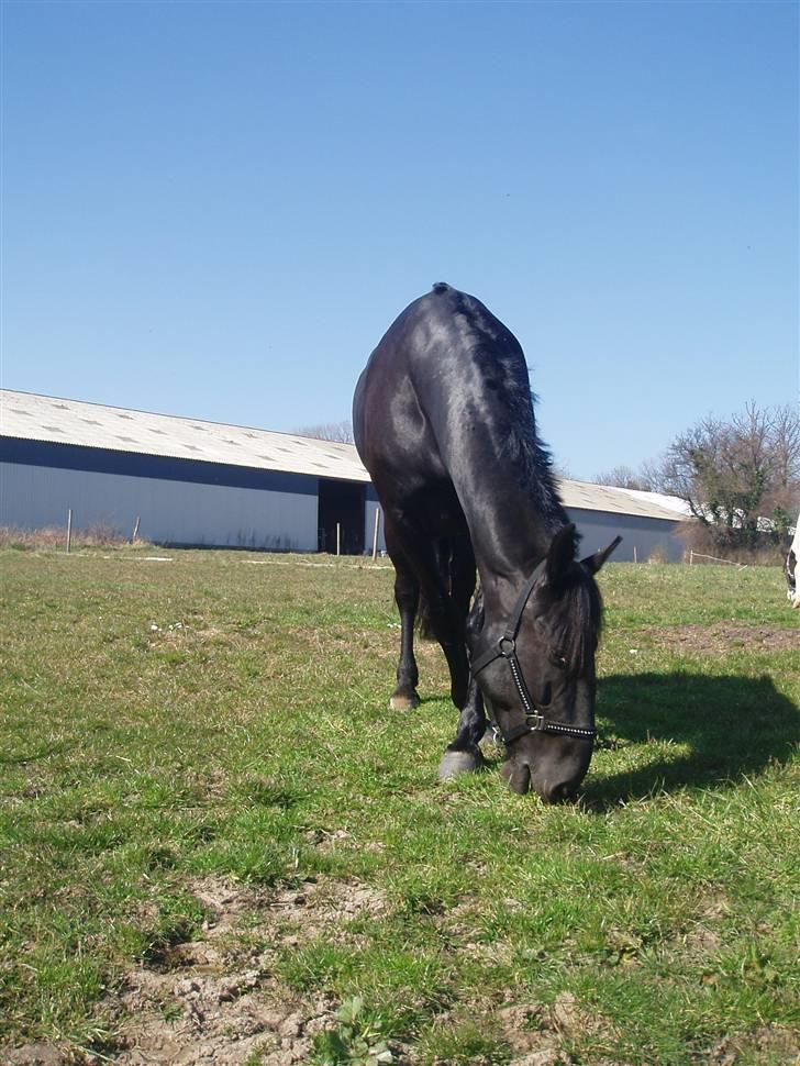 Anden særlig race Baltic Zorro <33  billede 20