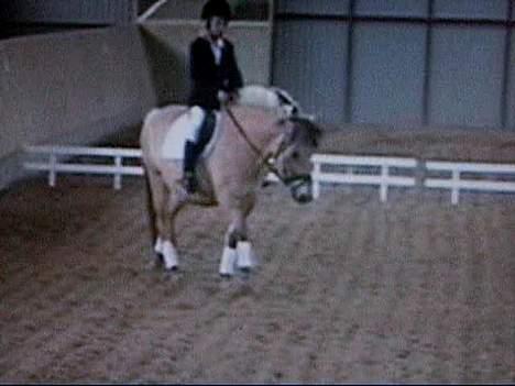 Fjordhest Jonas død - jonas og rie billede 17