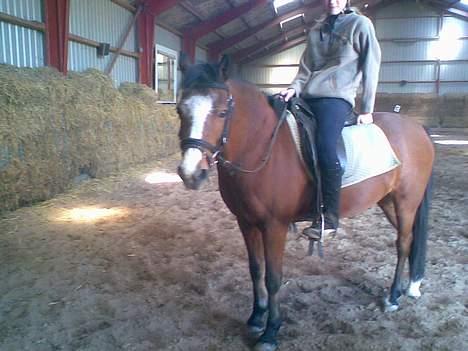 Anden særlig race sissi victoria billede 6